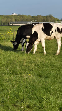 Grasgevoerde Beef Tallow met Vitamine C